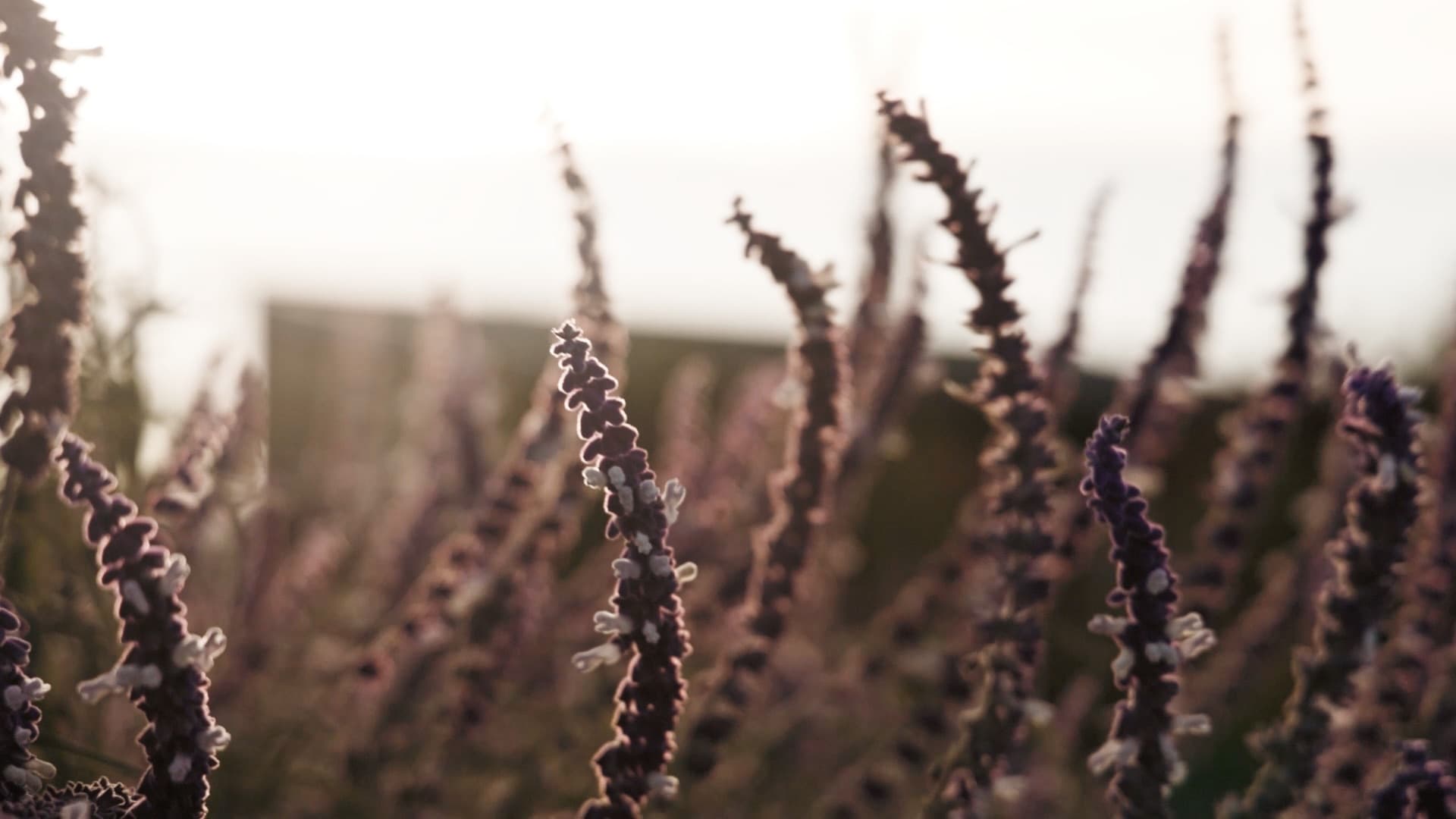 Victoria + Tanuj - Photo 2